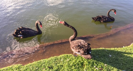 Nature lake bird photo