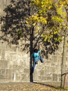Tree climbing lausanne