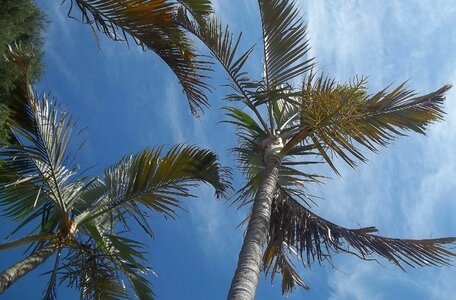 Palm tree blue sky nature