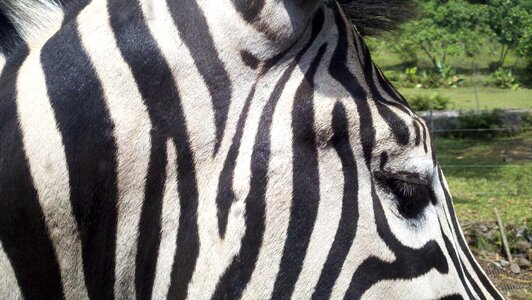 Wild strip black and white