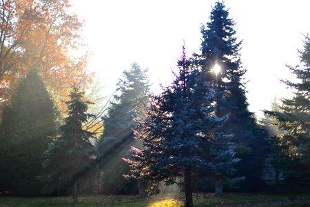 Tree nature park