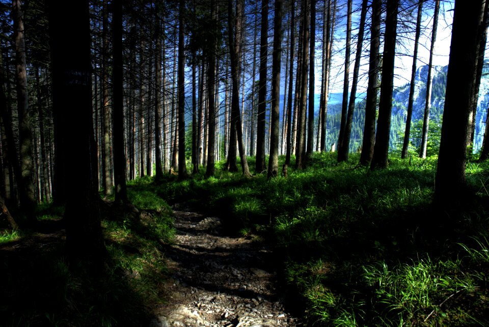 Forest mountains vistas