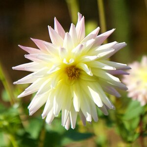 Yellow white dahlia