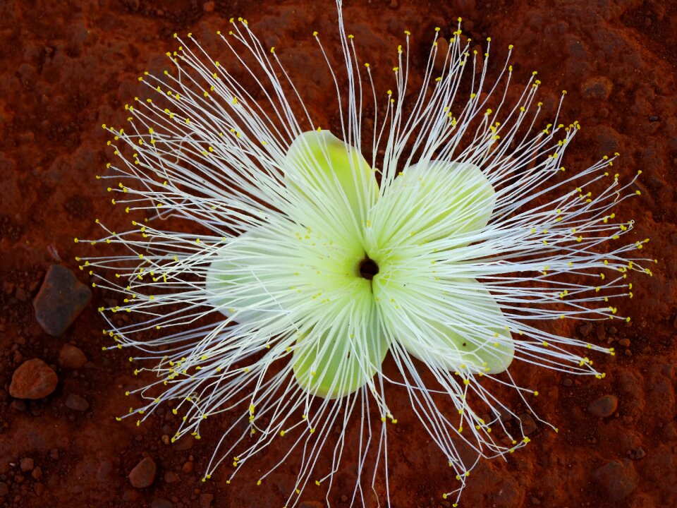 White flower flower nature