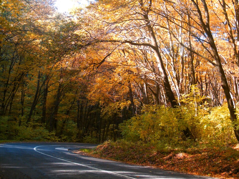 Light colorful autumn forest orange