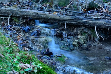 Forest creek watercourse