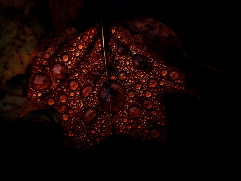 Brown nature autumn