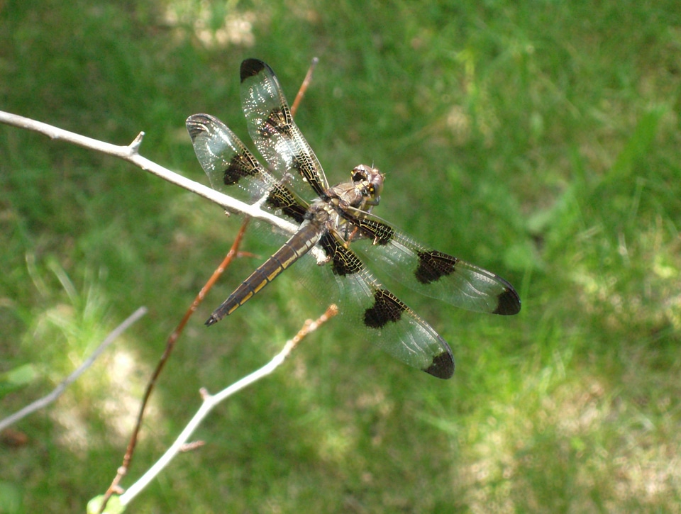 Summer insect sun