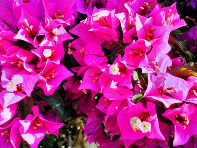 Bougainvillea pink exotic flower photo