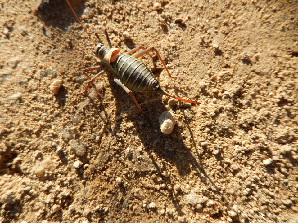 Insect field pavezin