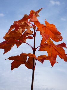 Fall color chestnut leaves golden autumn