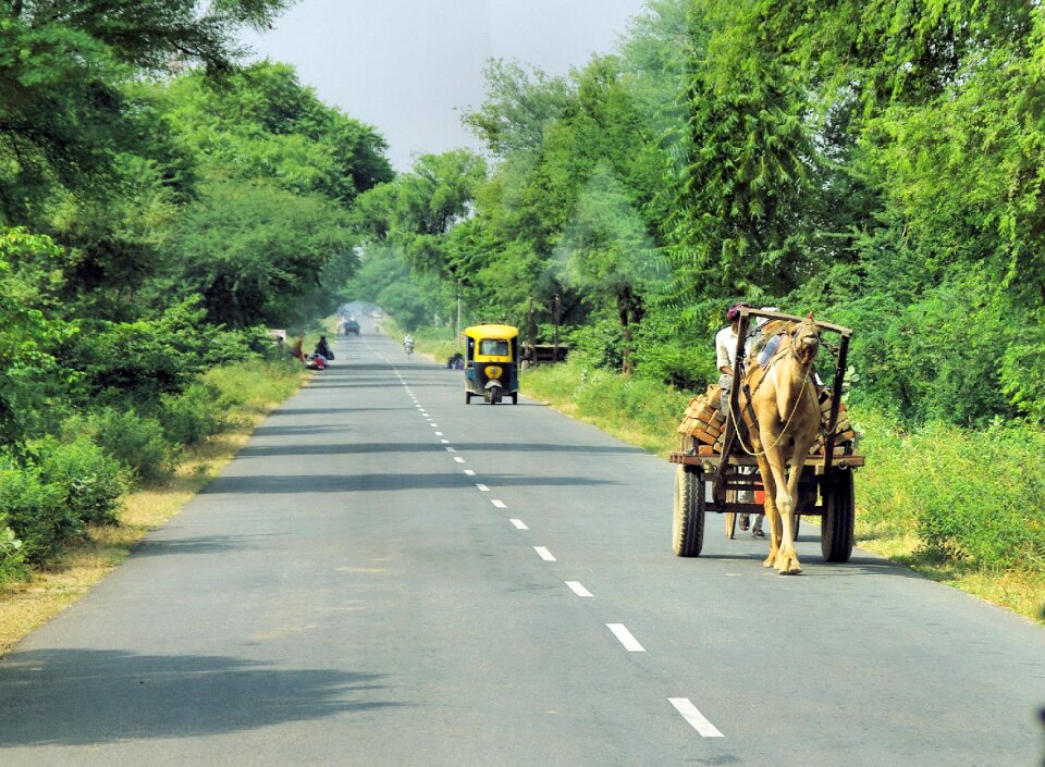 Rajasthan dromedary charette
