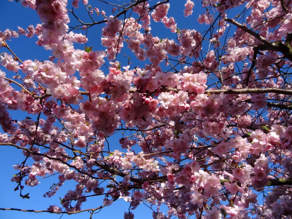 Japanese flowering cherry bloom blue sky