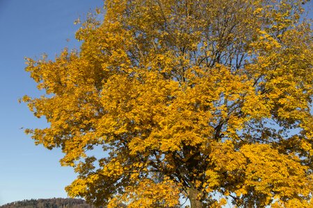 Color fall color nature photo