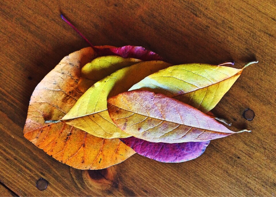 Season leaf fall leaves background
