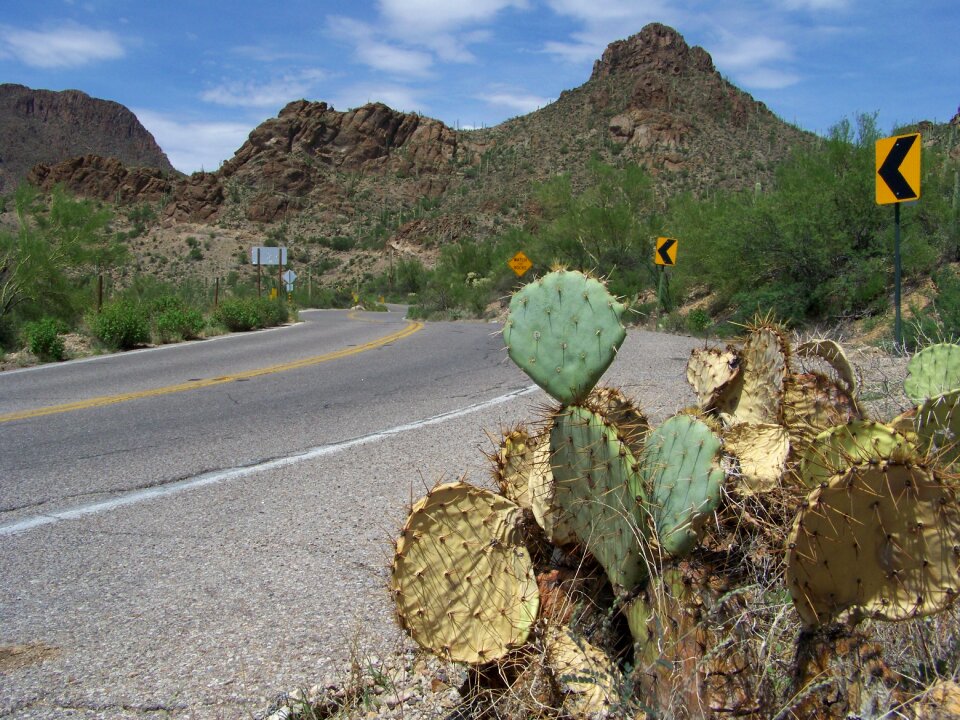 Mountain park cactus landscape