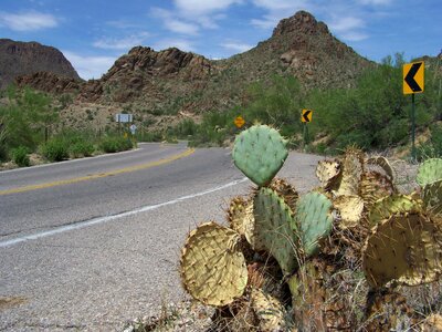 Mountain park cactus landscape photo