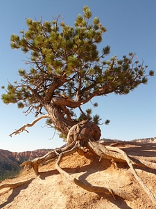 Pine dry drought photo