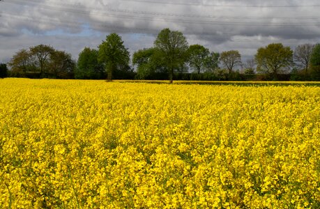 Yellow landscape nature