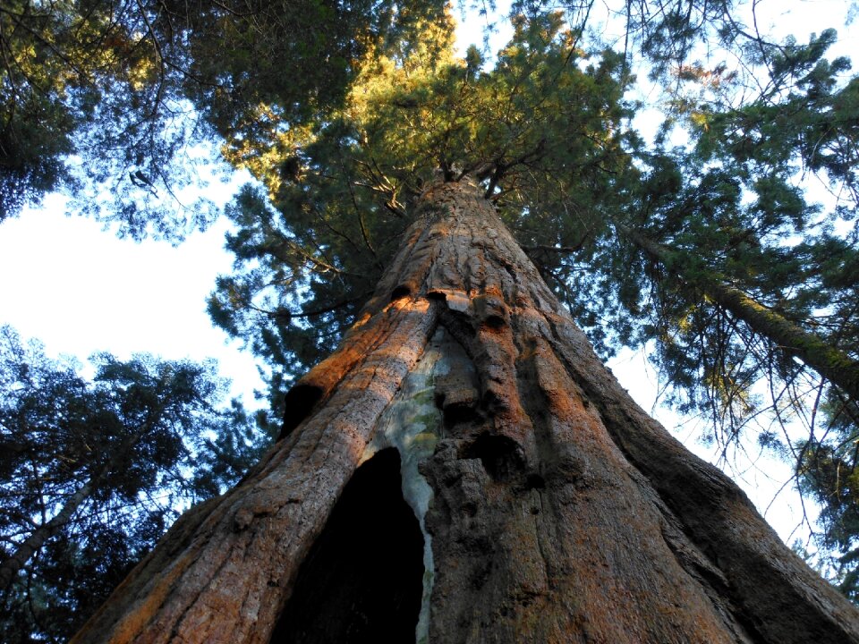California evergreen giant photo