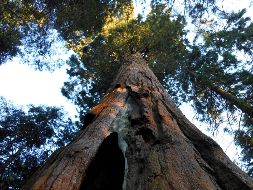 California evergreen giant