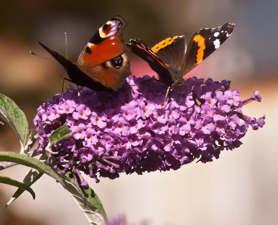 Butterflies butterfly admiral