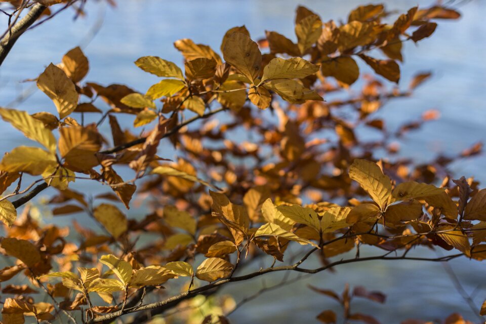 Color fall color nature