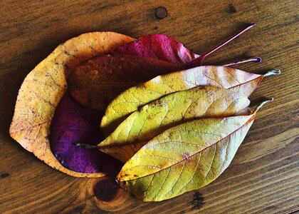 Season leaf fall leaves background