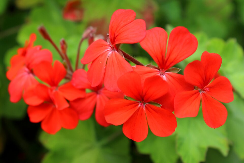 Geranium plant blossom