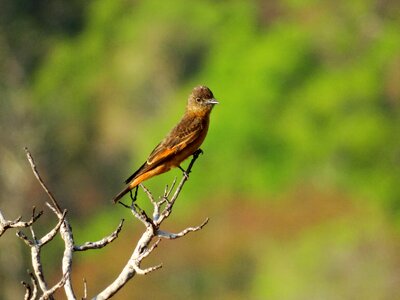 Birds of brazil birds nature