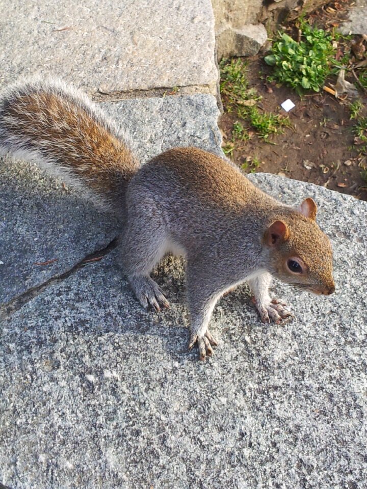 Torino animal rodent