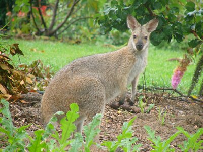 Kangaroo in garden wallaby photo