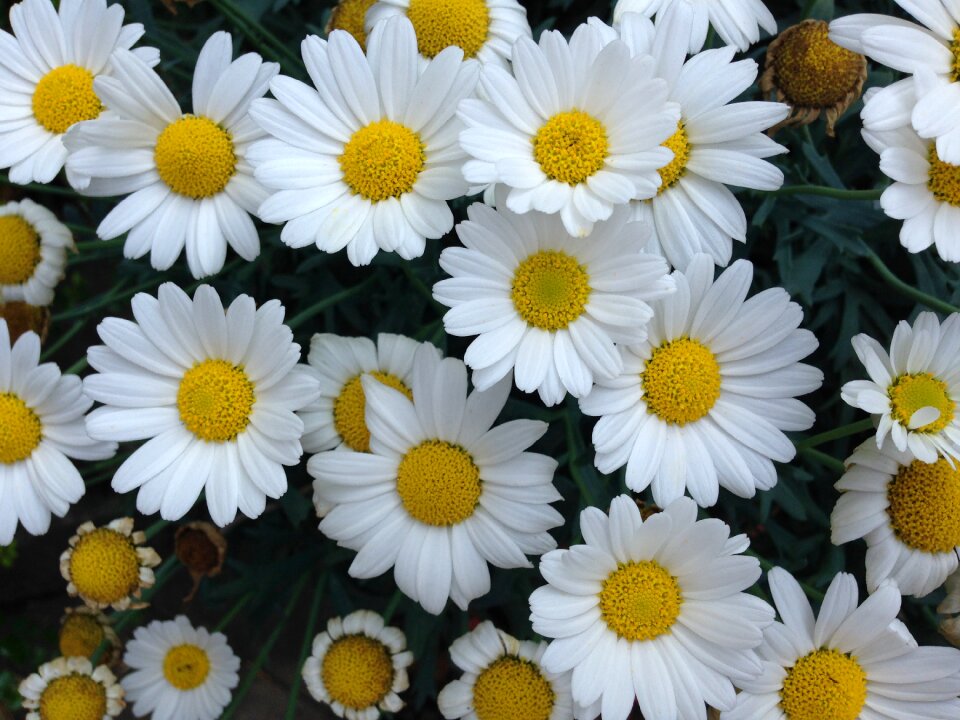 Summer plant nature summer flower