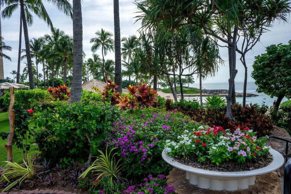 Tropical nature summer