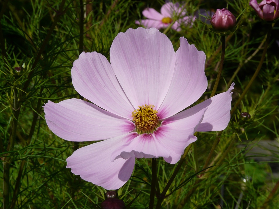 Bloom light pink light purple
