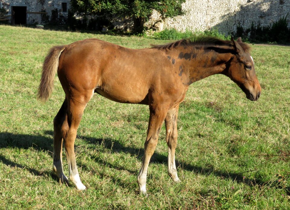 Foal horse horses photo