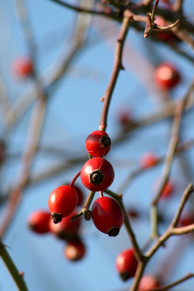 Bush vitamin c healthy