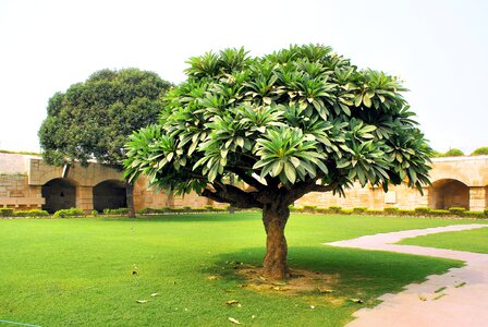 Tomb tree botany