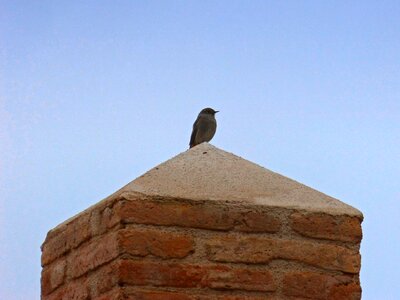 Bird pedestal lookout