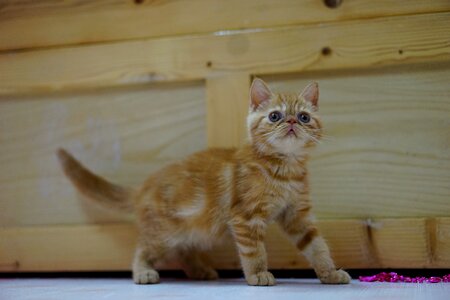 Pet orange cute