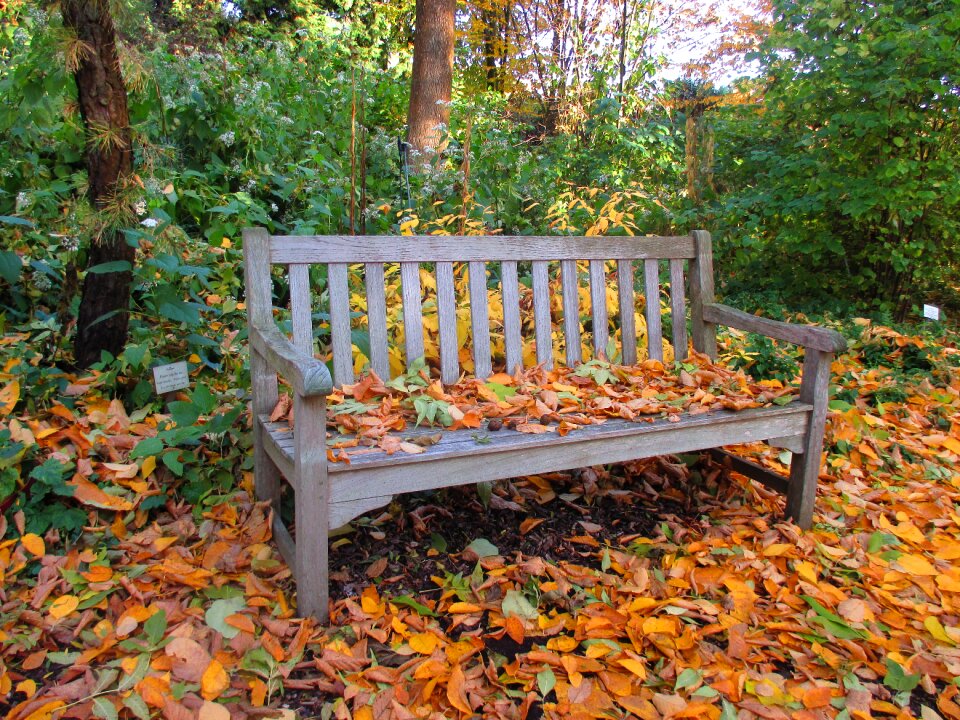 Leaves colorful park bench