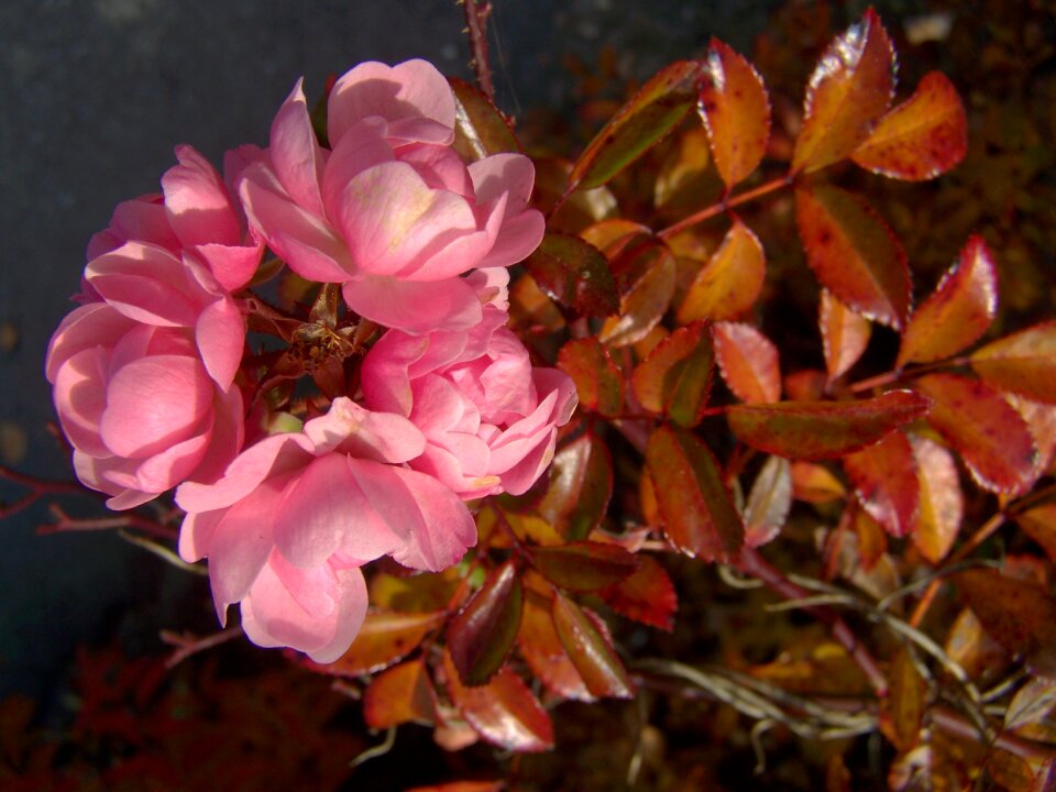 Pink rose bushy rose group