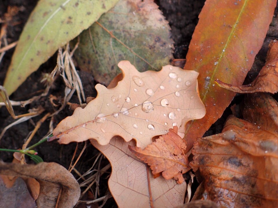 Rosa oak leaf brown leaf photo