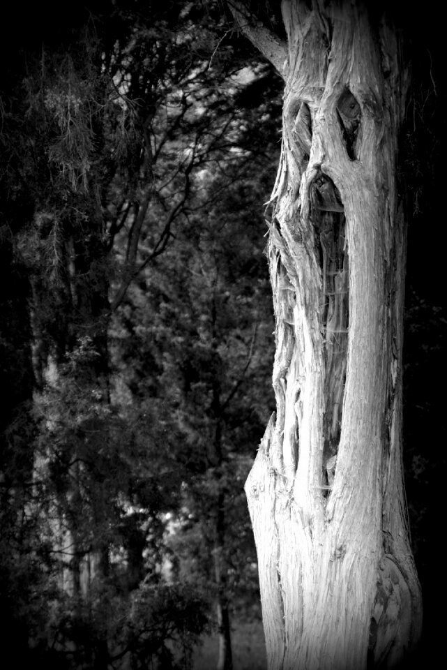 Face mystical log