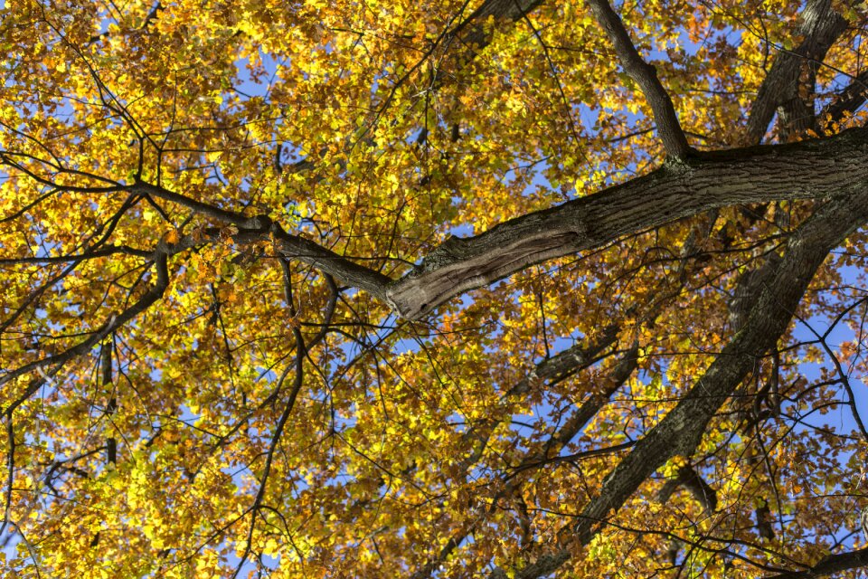 Color fall color nature