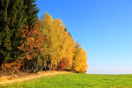 Leaves golden autumn trees photo