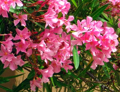Oleander plant mediterranean