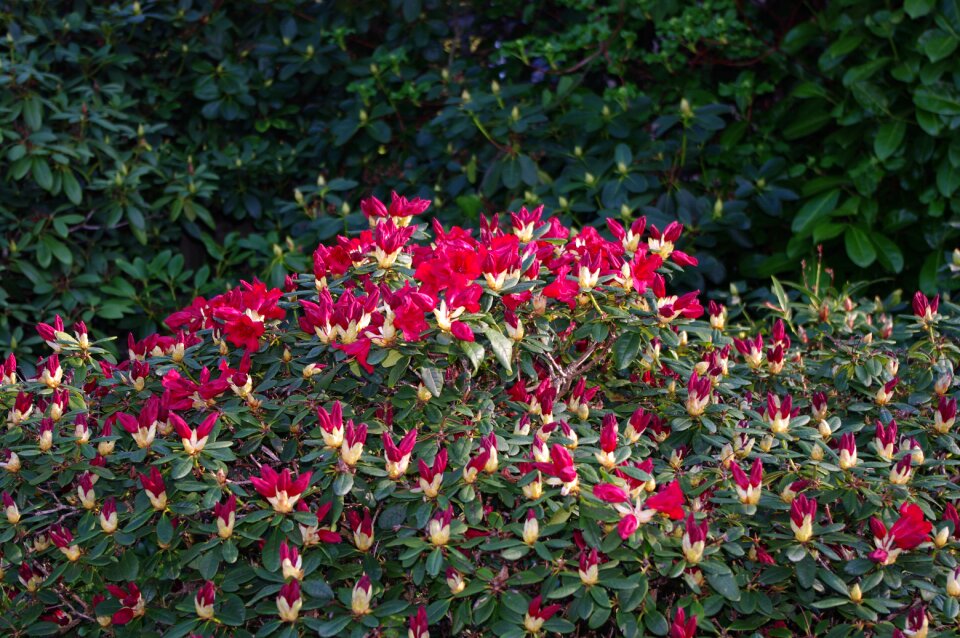 Spring nature hibiscus