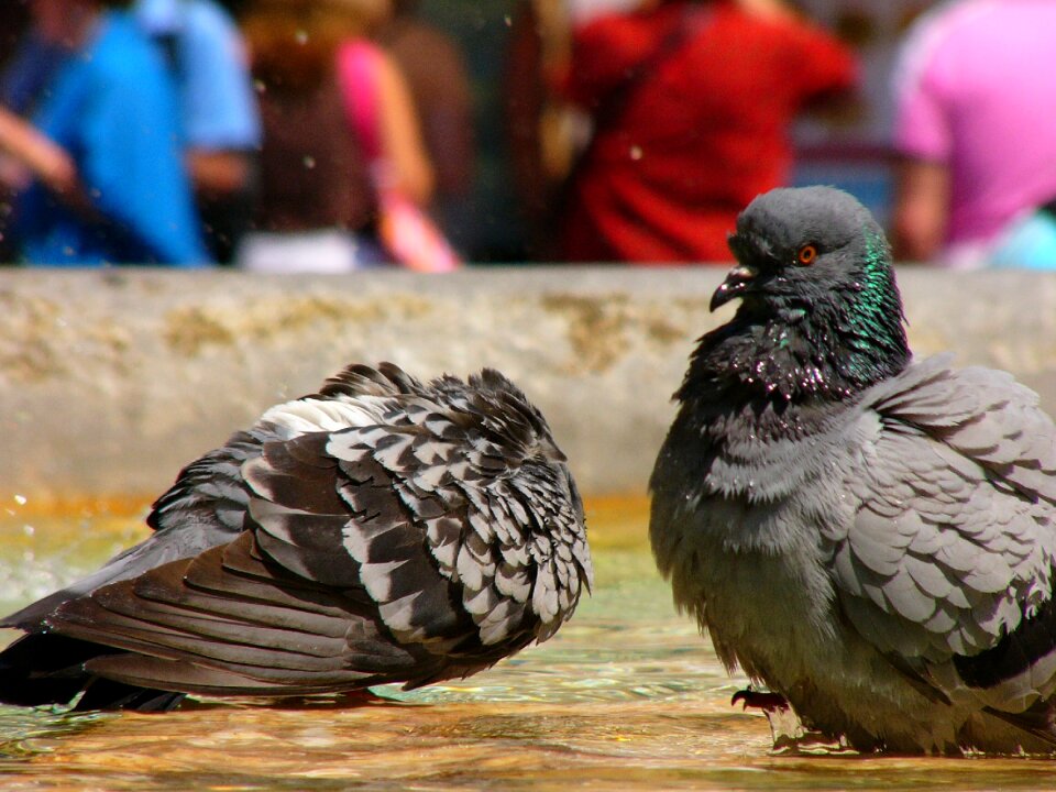 Rome pigeons birds