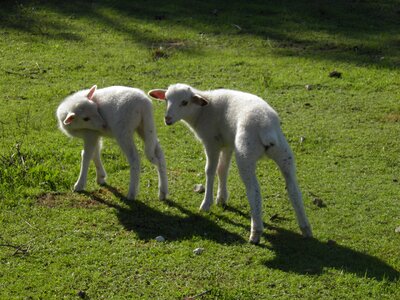 Animal white wool